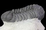 Bargain, Austerops Trilobite - Morocco #67874-2